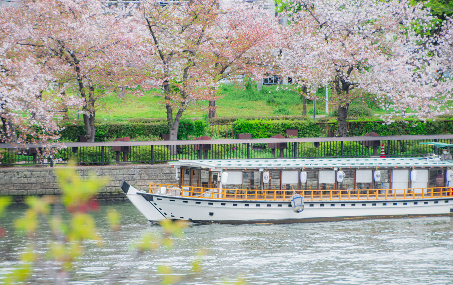 桜並木と屋形船