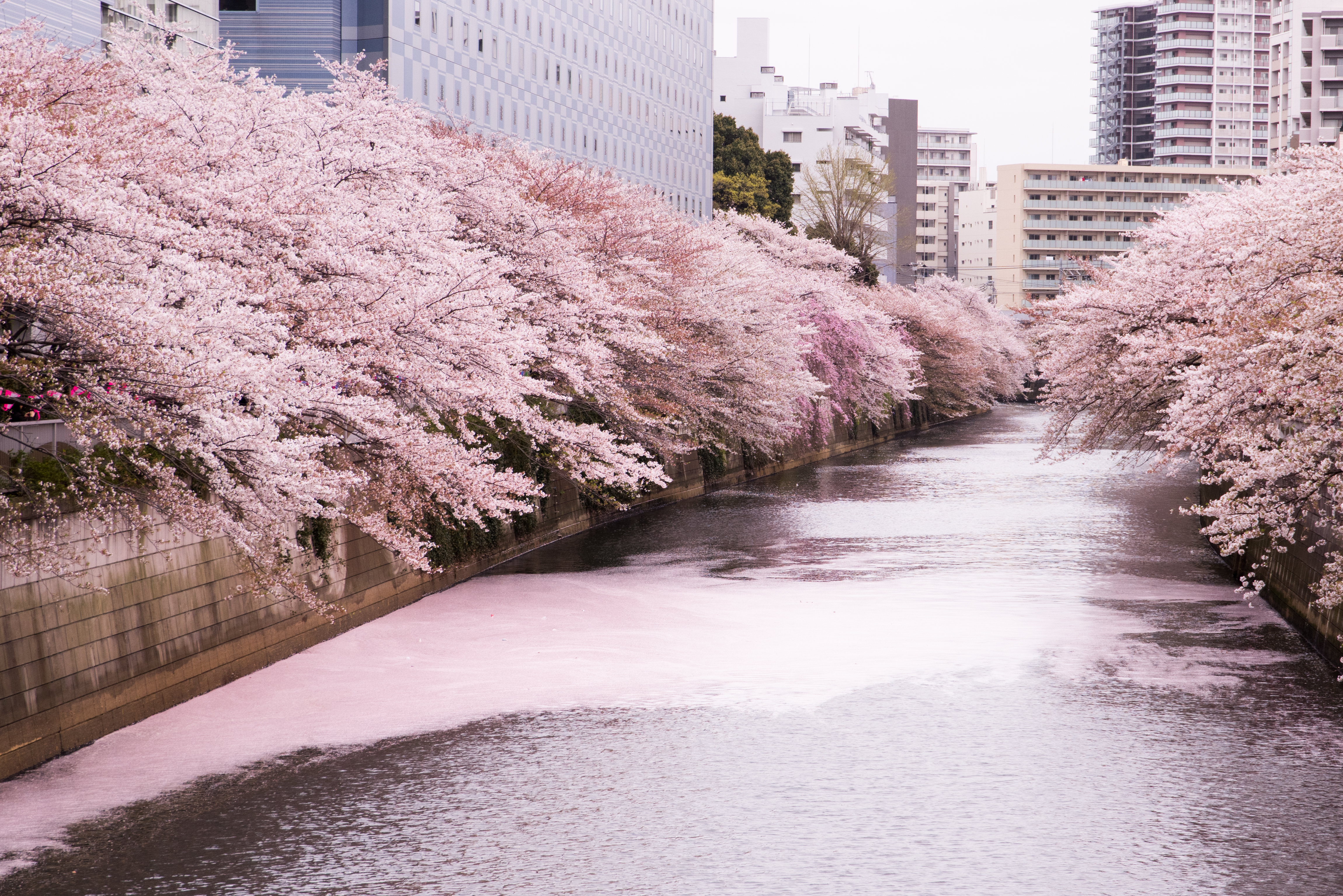 目黒川の桜　花筏