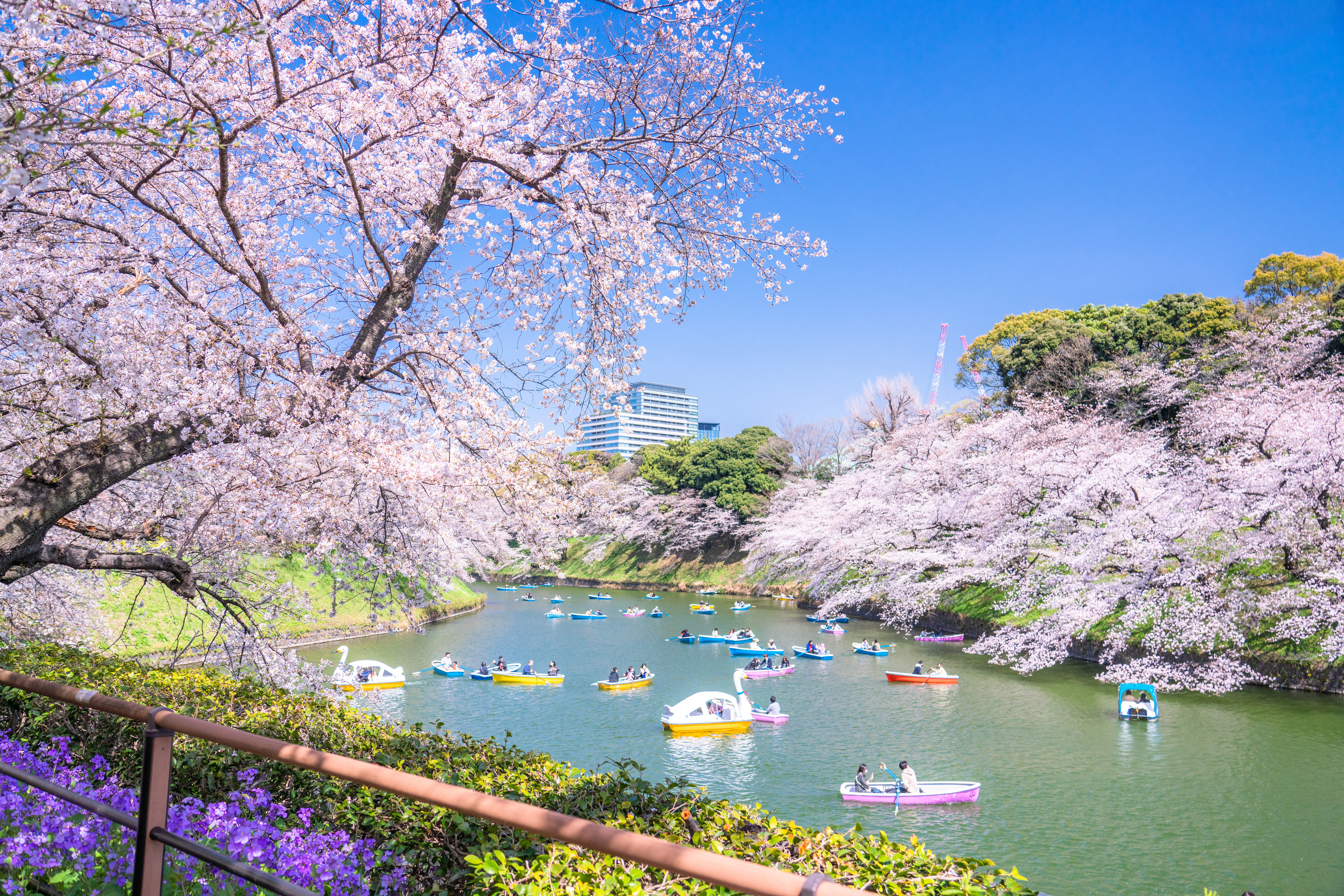 千鳥ヶ淵の桜