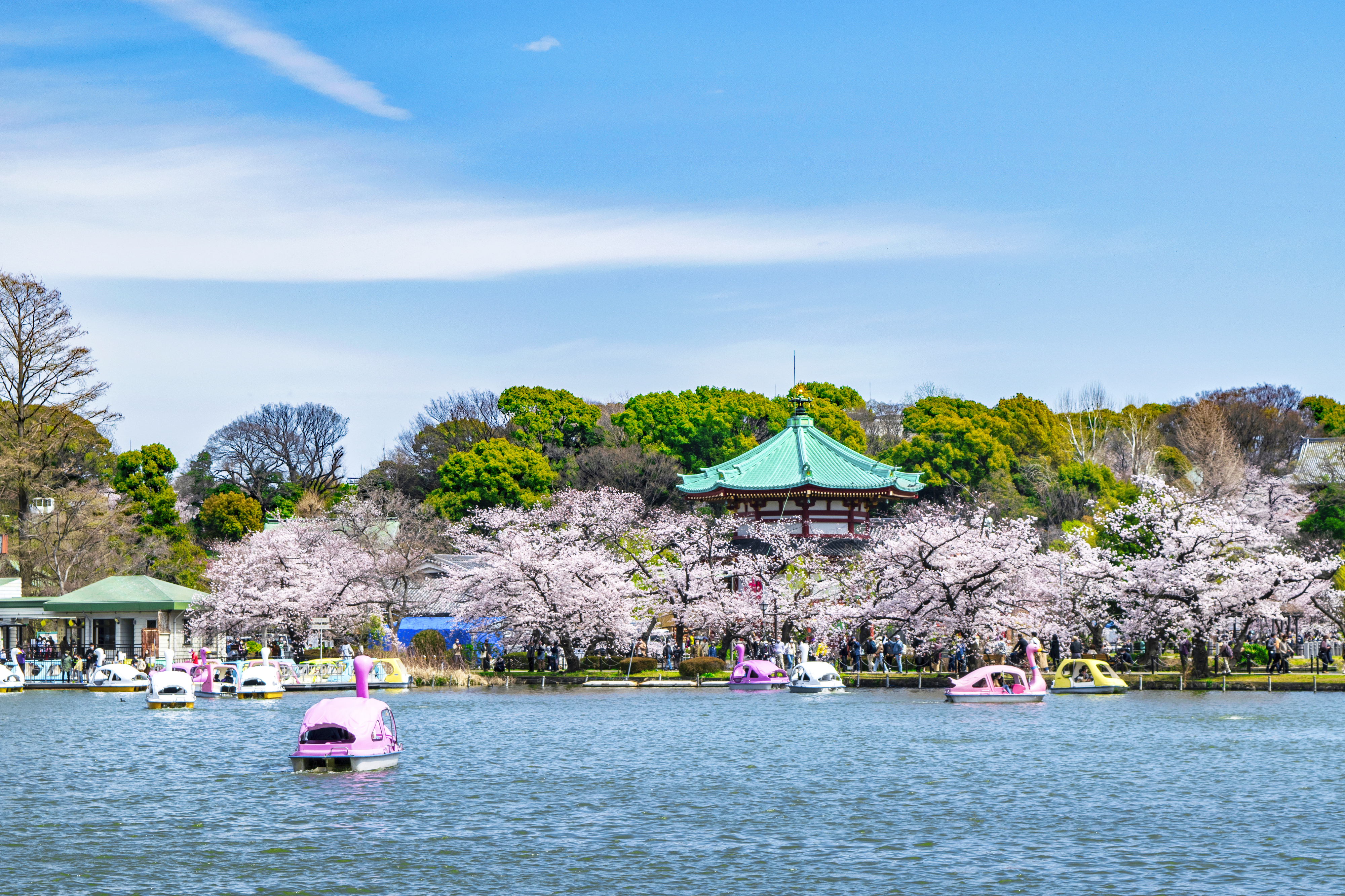 上野恩賜公園の桜