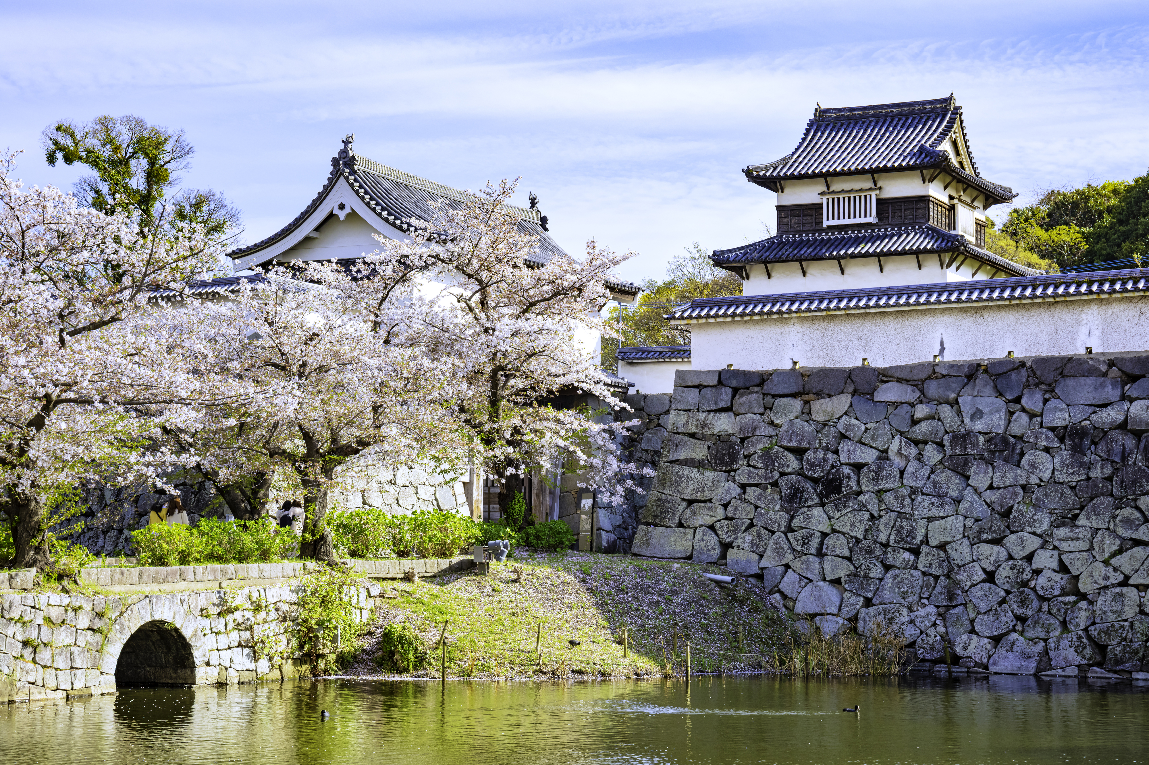 舞鶴公園の桜