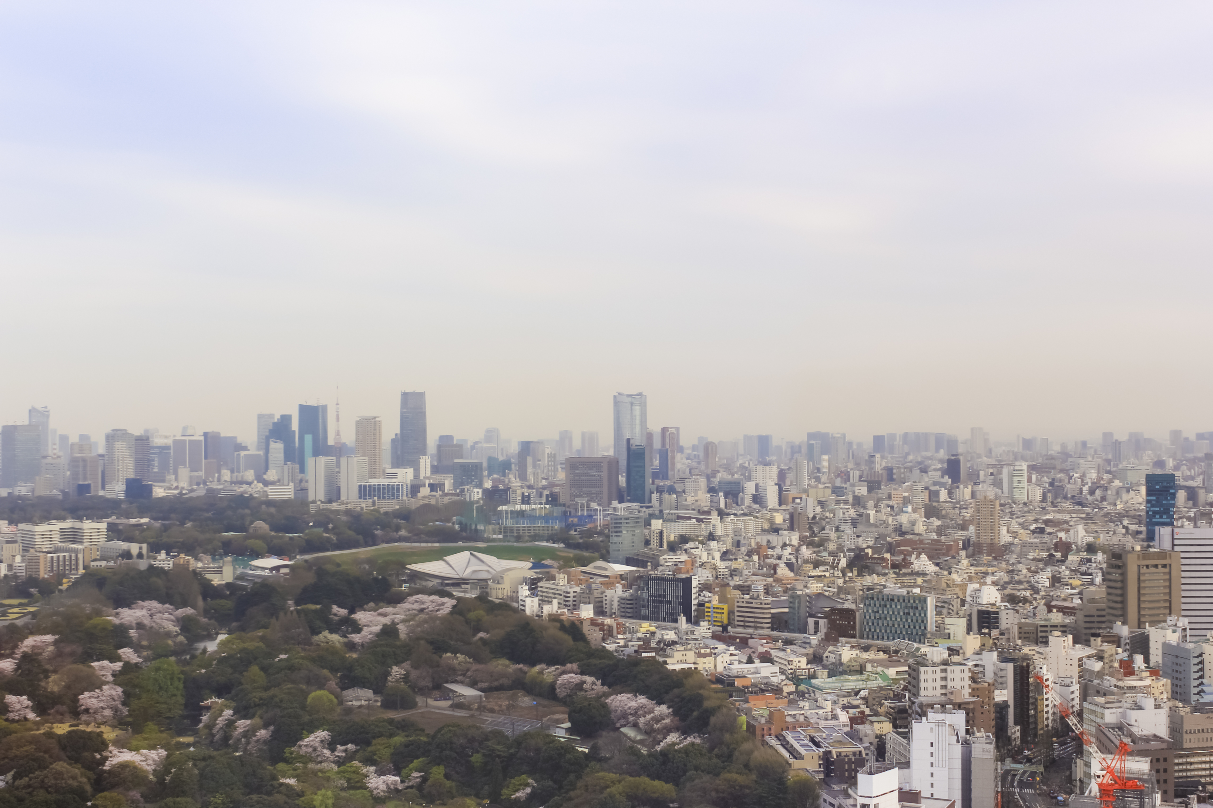 新宿御苑の桜