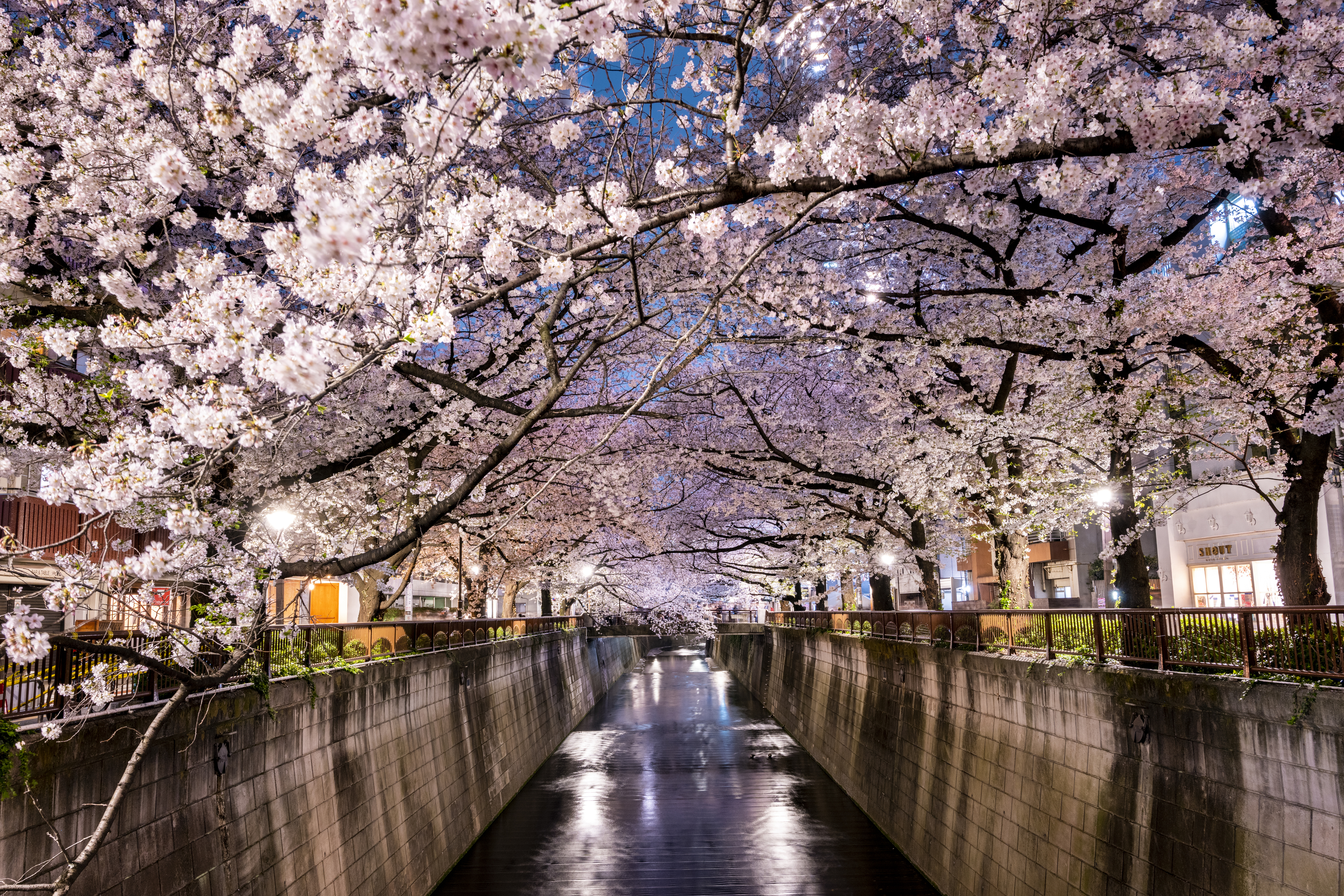 目黒川の夜桜