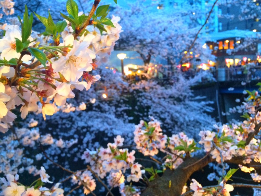 ライトアップされた桜