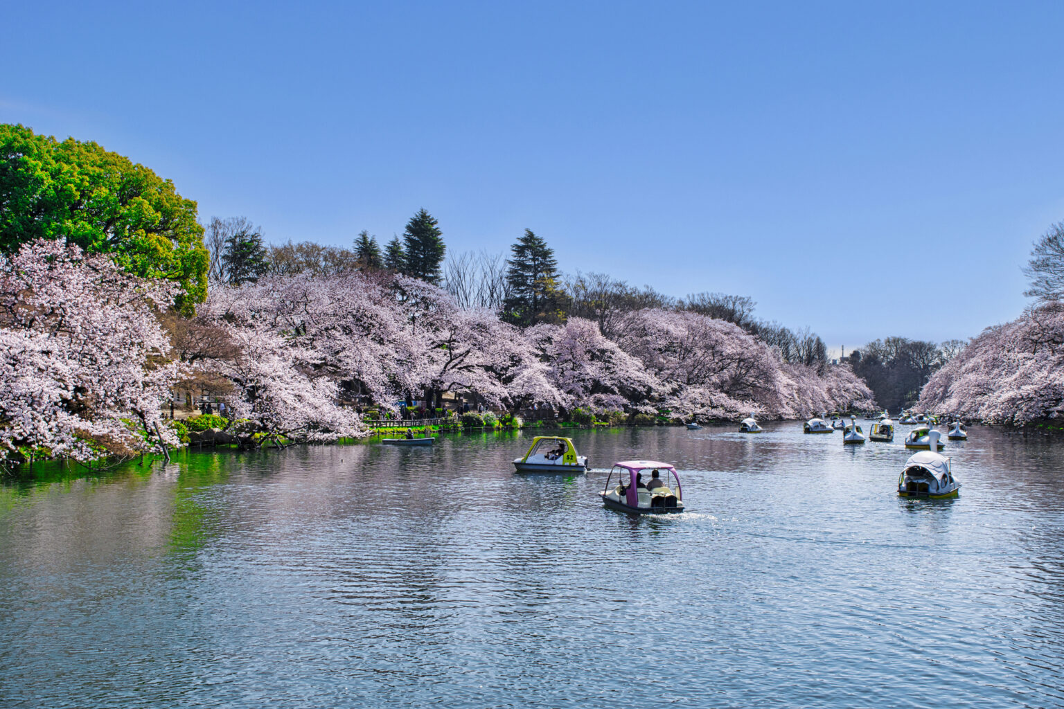 満開の桜と井の頭恩賜公園