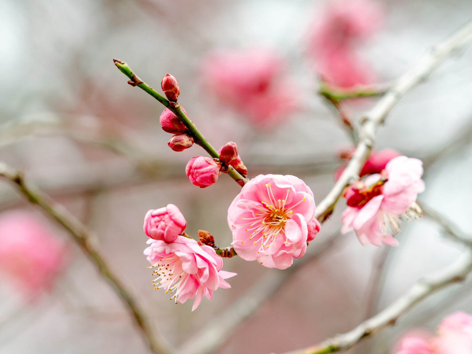 梅の花