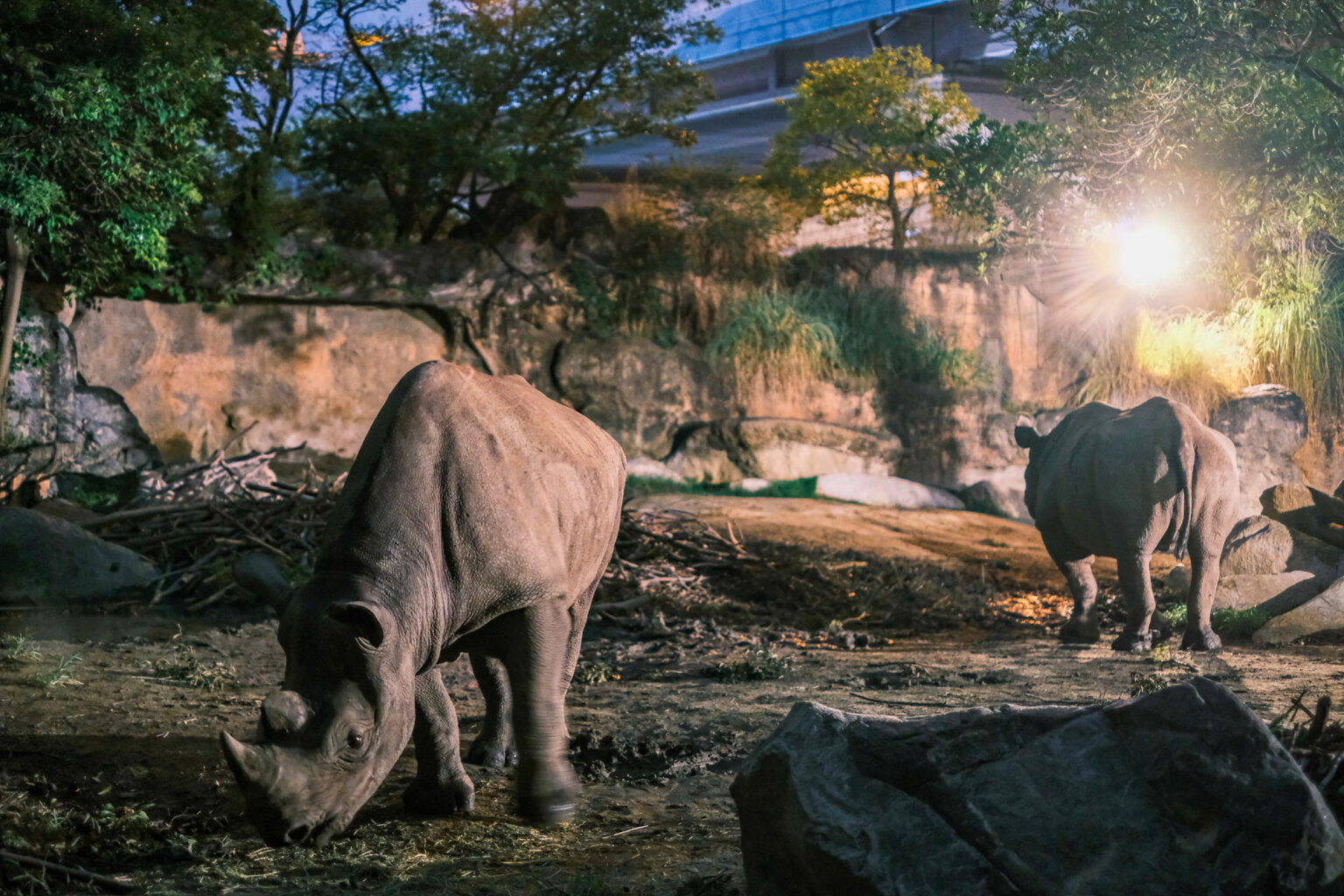 夜の動物園のサイ