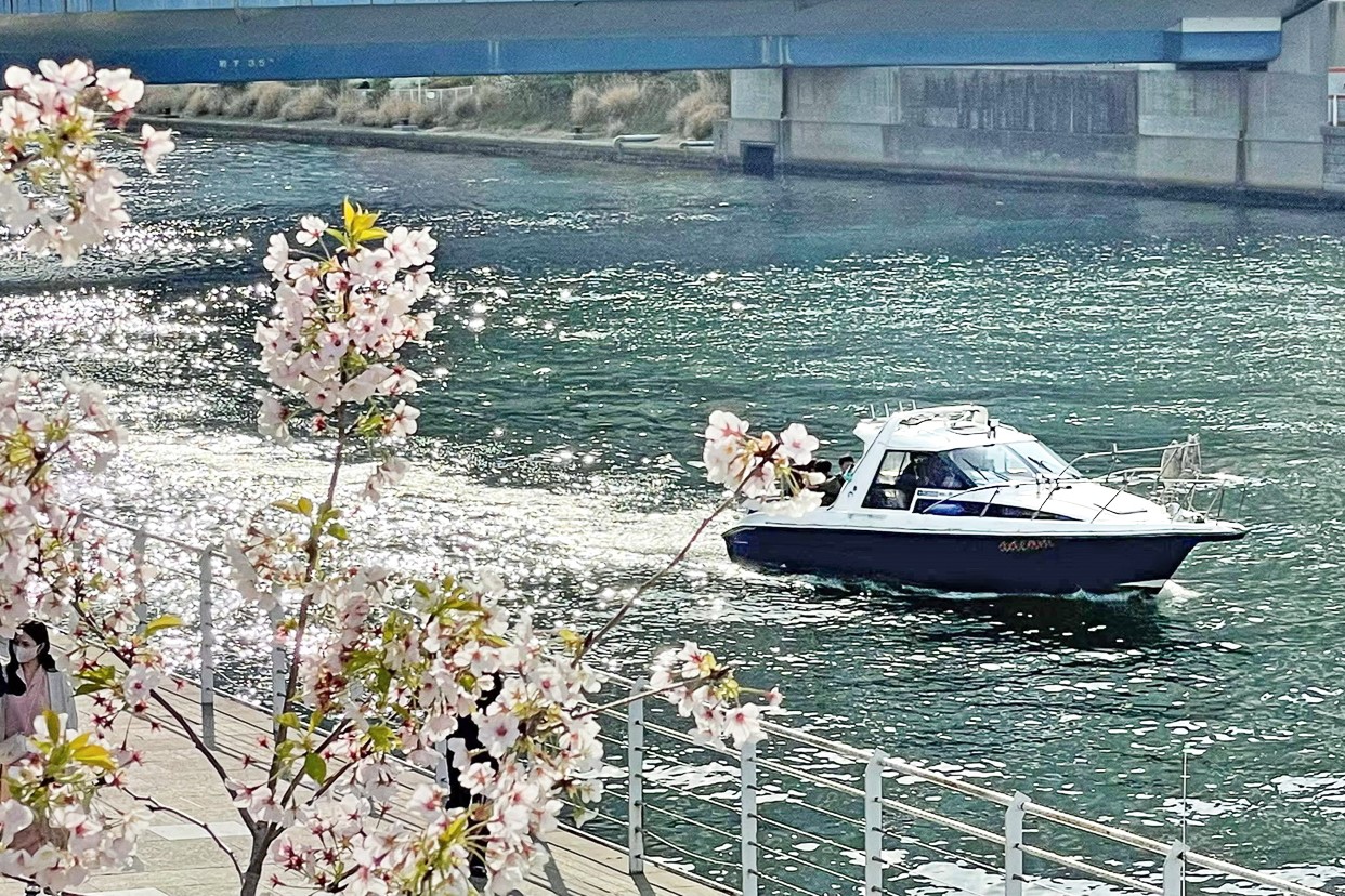 大岡川の花見クルーズ