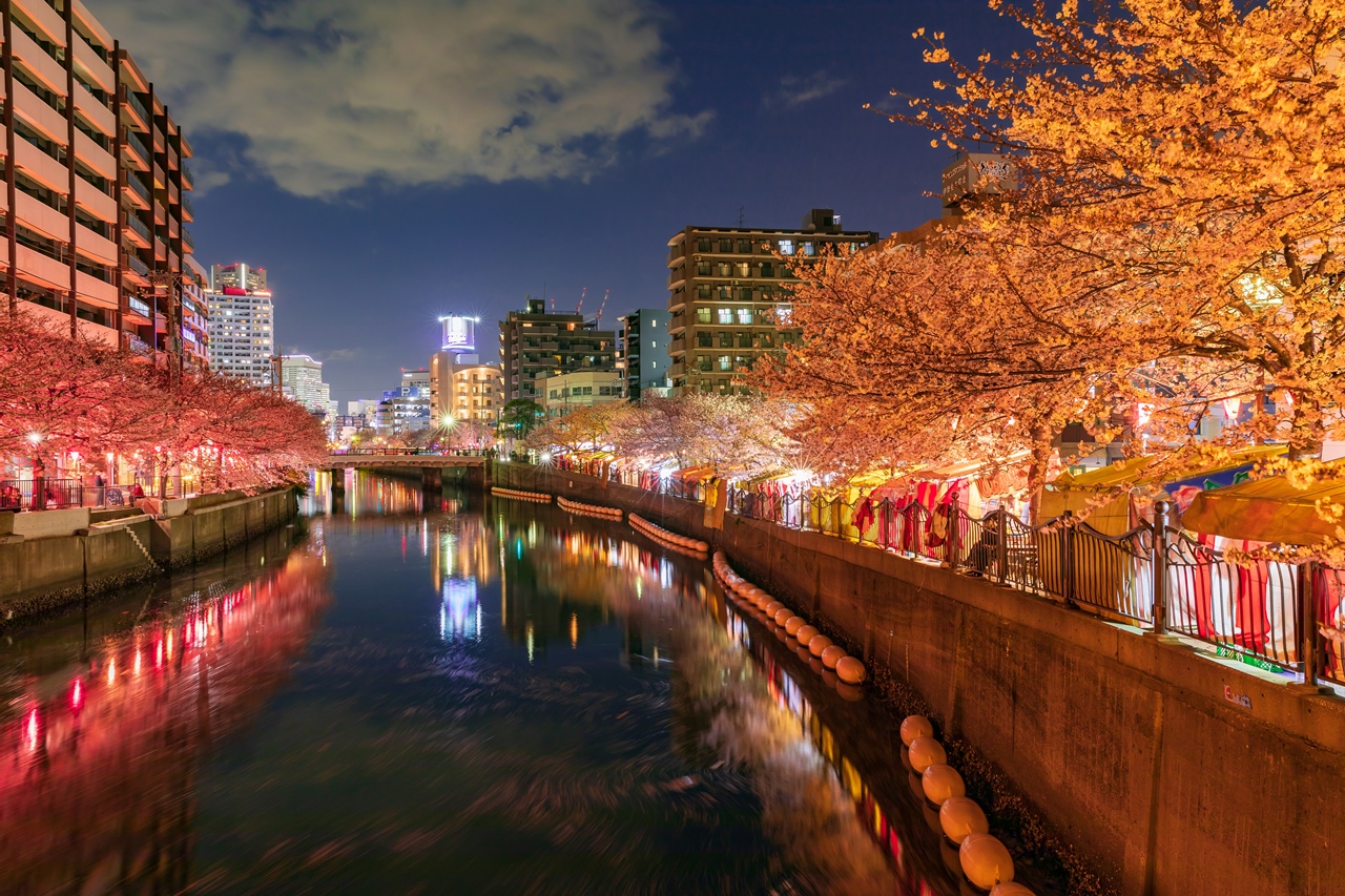 花見シーズンの夜の大岡川。ライトアップされぼんぼりが灯る。