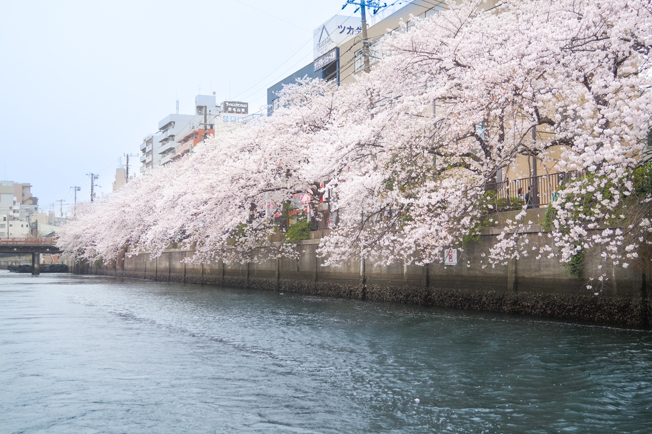 大岡川 　桜