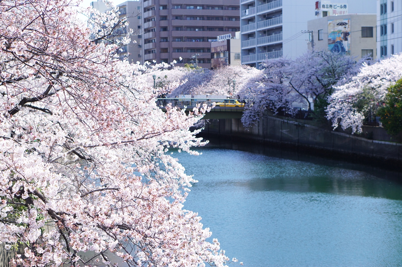 大岡川の満開桜。花見シーズン