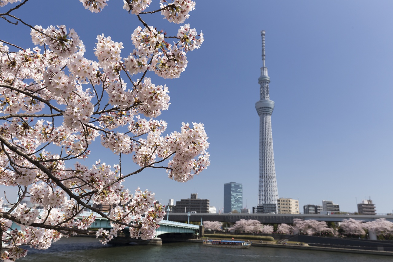 隅田川 　お花見クルーズ　スカイツリー